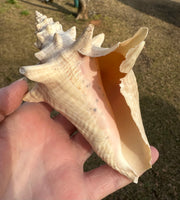 Assorted Shells for Crafts or Decor