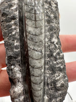 Natural Orthoceras Fossil Specimen #17