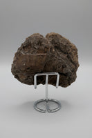 Agatized Coral, Florida