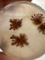 Scenic Dendritic Agate Cabochon #9