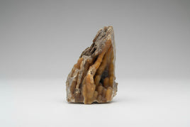 Withlacoochee River Agatized Coral #8