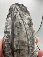 Natural Orthoceras Fossil Specimen #7