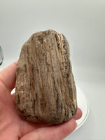 Petrified Wood Specimen #1