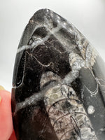 Natural Orthoceras Fossil Specimen #14
