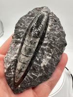 Natural Orthoceras Fossil Specimen #21
