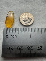 Fossil Insect Inclusion in Burmese Amber #8