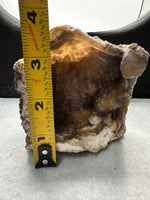 Withlacoochee River Agatized Coral #4