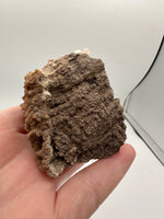 Withlacoochee River Agatized Coral #11