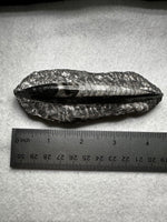 Natural Orthoceras Fossil Specimen #17