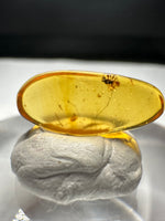 Fossil Insect Inclusion in Burmese Amber #8