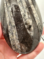 Natural Orthoceras Fossil Specimen #4