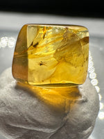 Fossil Insect Inclusion in Burmese Amber #9