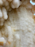 Withlacoochee River Agatized Coral #12