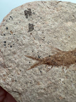 Fossil Fish, Eocene, Green River, Kemmerer, WY