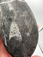 Natural Orthoceras Fossil Specimen #14