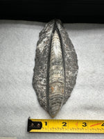 Natural Orthoceras Fossil Specimen #9