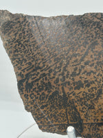 Nevada Picture Jasper Slab #2 - Old Stock