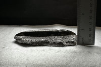 Natural Orthoceras Fossil Specimen #17