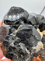 Uvite, Powers Farm, Pierrepont, New York