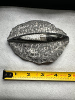 Natural Orthoceras Fossil Specimen #10