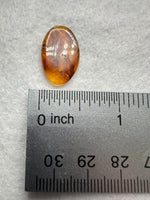 Fossil Insect Inclusion in Burmese Amber #5