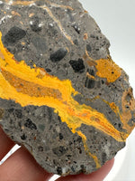 Bumblebee Jasper, Java, Indonesia #8