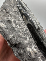 Natural Orthoceras Fossil Specimen #18