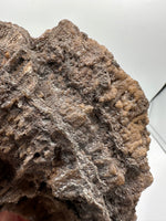 Agatized Coral, Florida