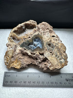 Agatized Coral, Florida