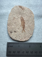 Fossil Fish, Eocene, Green River, Kemmerer, WY