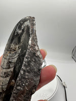 Natural Orthoceras Fossil Specimen #15