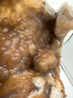Withlacoochee River Agatized Coral #4