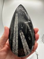 Natural Orthoceras Fossil Specimen #16