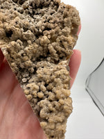 Withlacoochee River Agatized Coral #10