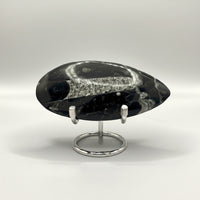 Natural Orthoceras Fossil Specimen #14