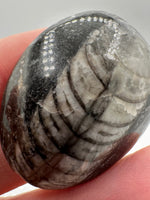 Natural Orthoceras Fossil Specimen #23