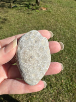 Petoskey Stone