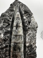 Natural Orthoceras Fossil Specimen #21