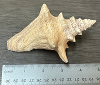 Assorted Shells for Crafts or Decor