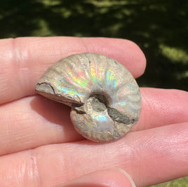 Ammonite Fossil #1