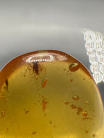 Fossil Insect Inclusion in Burmese Amber #3