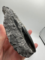 Natural Orthoceras Fossil Specimen #8