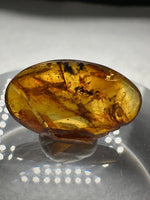 Fossil Insect Inclusion in Burmese Amber #5