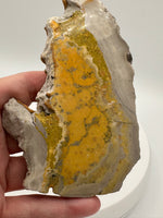 Bumblebee Jasper, Java, Indonesia #6