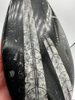 Natural Orthoceras Fossil Specimen #16