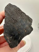Petrified Wood Specimen #2