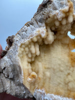 Withlacoochee River Agatized Coral #12