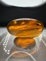 Fossil Insect Inclusion in Burmese Amber #6