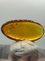 Fossil Insect Inclusion in Burmese Amber #7