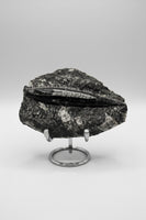 Natural Orthoceras Fossil Specimen #18